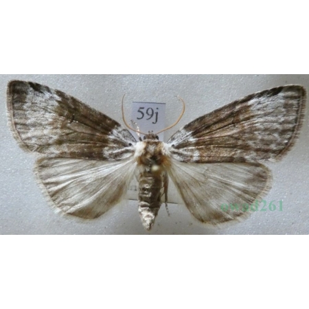 Tetheella fluctuosa (Hübner, 1803) Falica zmiennica Czech59j